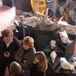 Exposition Fima-Animal Art - Maubeuge - 2006